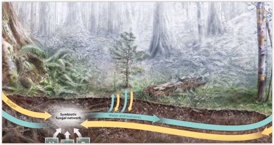 National Geographic – Cum vorbesc copacii in secret in padure